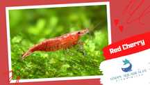 15 camarões Neocaridina Red Cherry