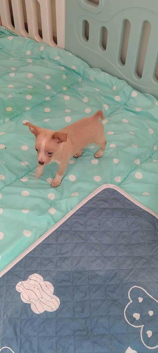 Chihuahua piesek Bolo