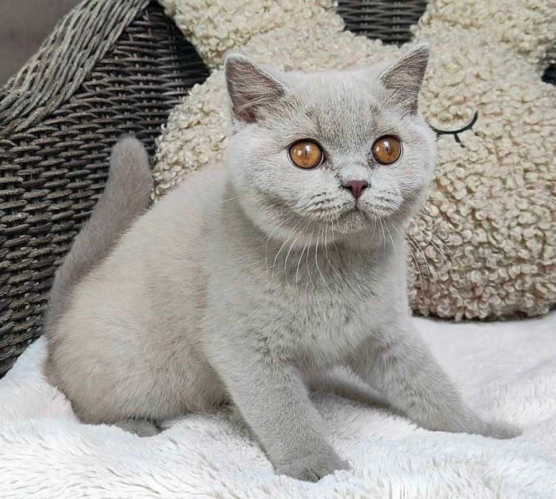 Kocurek Brytyjski liliowy Prawdziwy rodowód FPL, FIFe gotowy na odbiór