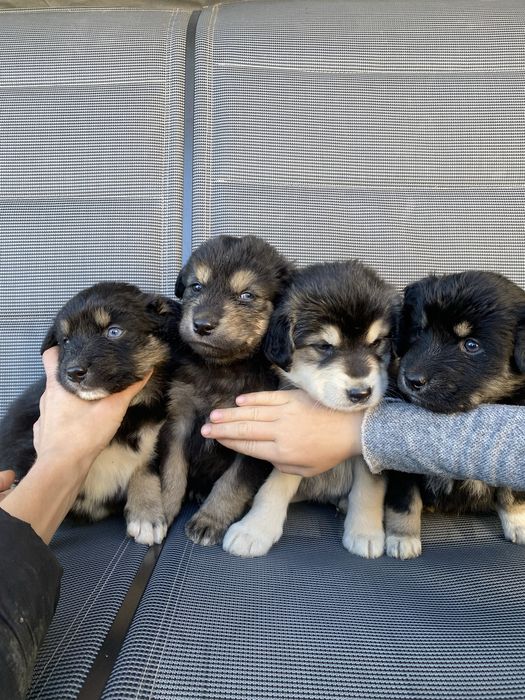 Pieski do oddania za darmo