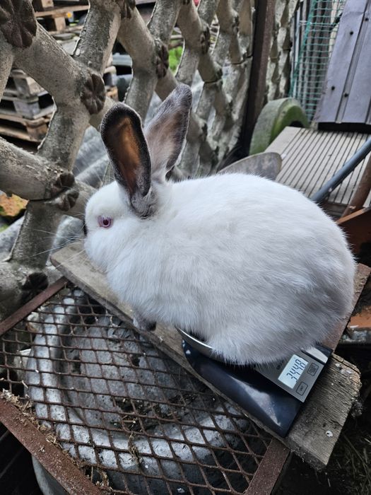 Królik kalifornijski czarny samiec