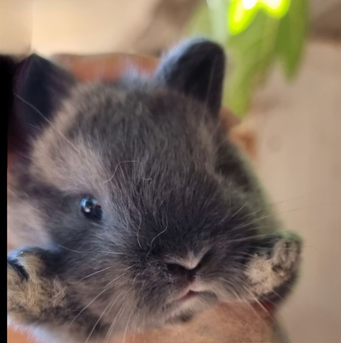 Coelhos anoes mini Holandes e mini lion