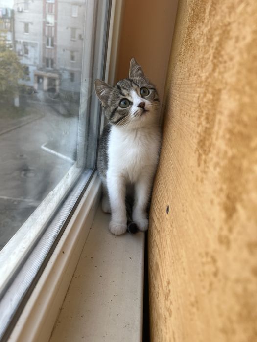 Котенок девочка Леона 2 мес