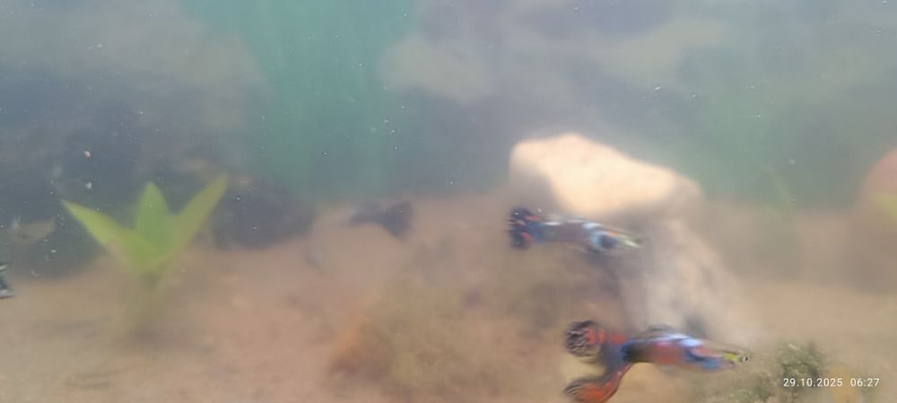 Sprzedam guliki męskie/żeńskie