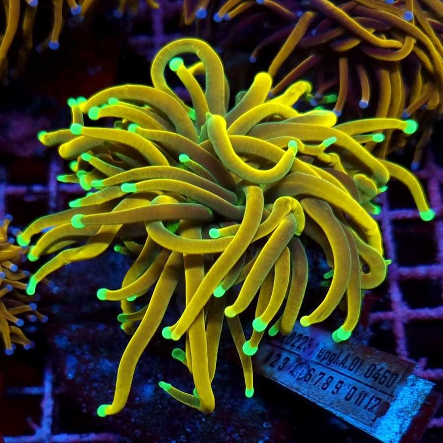 Euphyllia Glabrescens TCK Master Torch koralowiec akwarium morskie