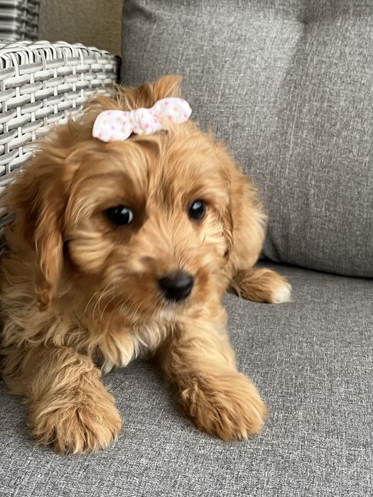 Piesek cavapoo do odbioru