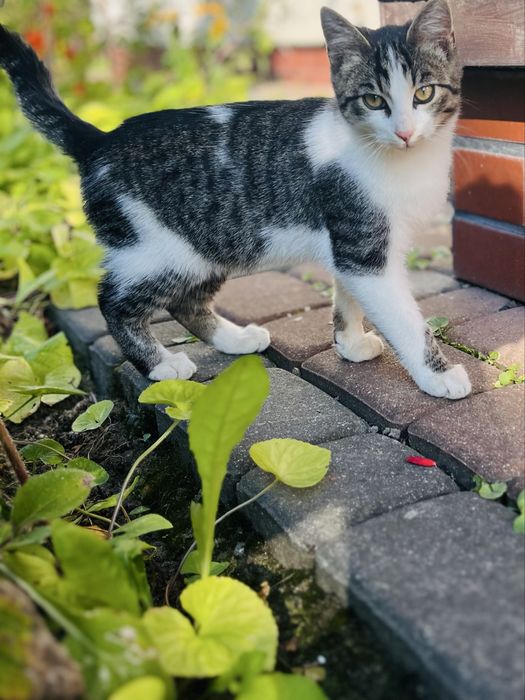 Kotek szuka przyjsznego  domu