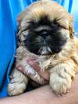 Shih Tzu z rodowodem (Piesek)
