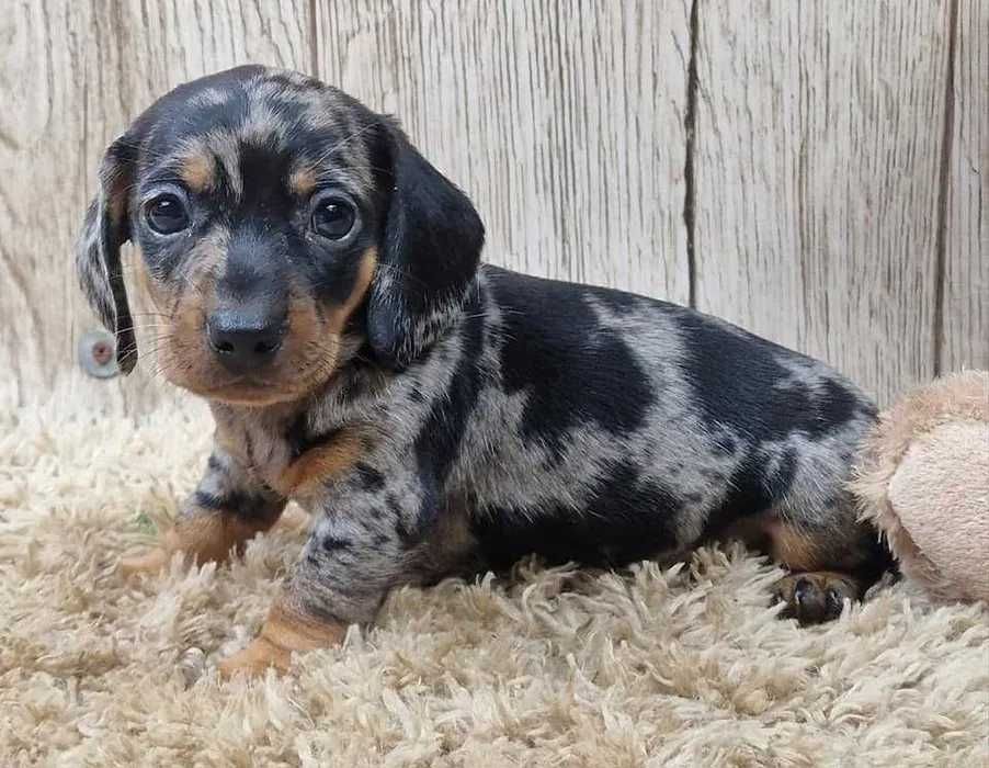 Teckel Merle Miniatura ㅤㅤ