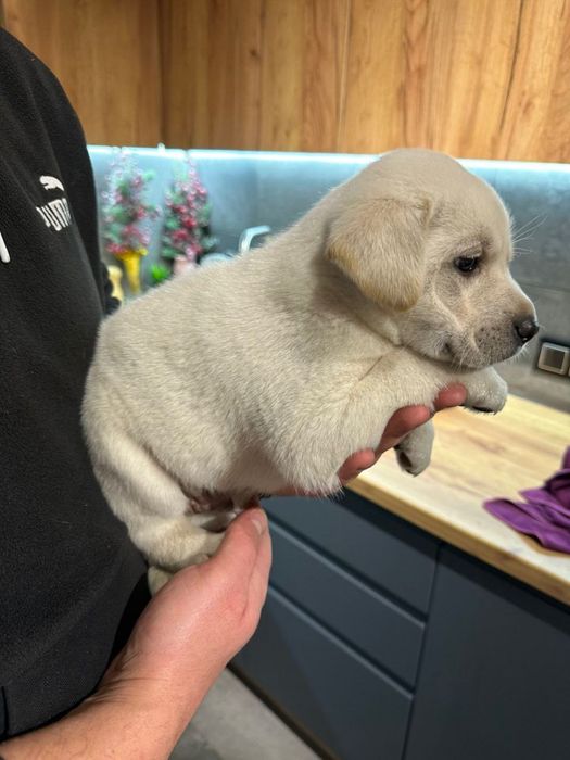 Справжній мішка хлопчик з документами