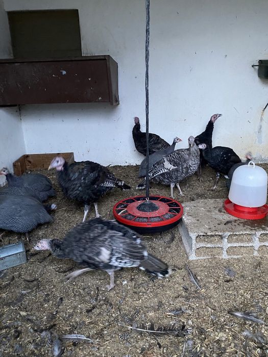 Perus jovens da primavera de 2025