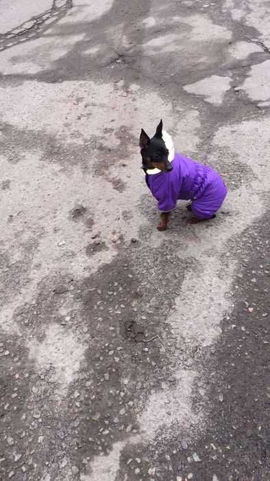 Пропала собака породы цвергпинчер 2 марта 2022