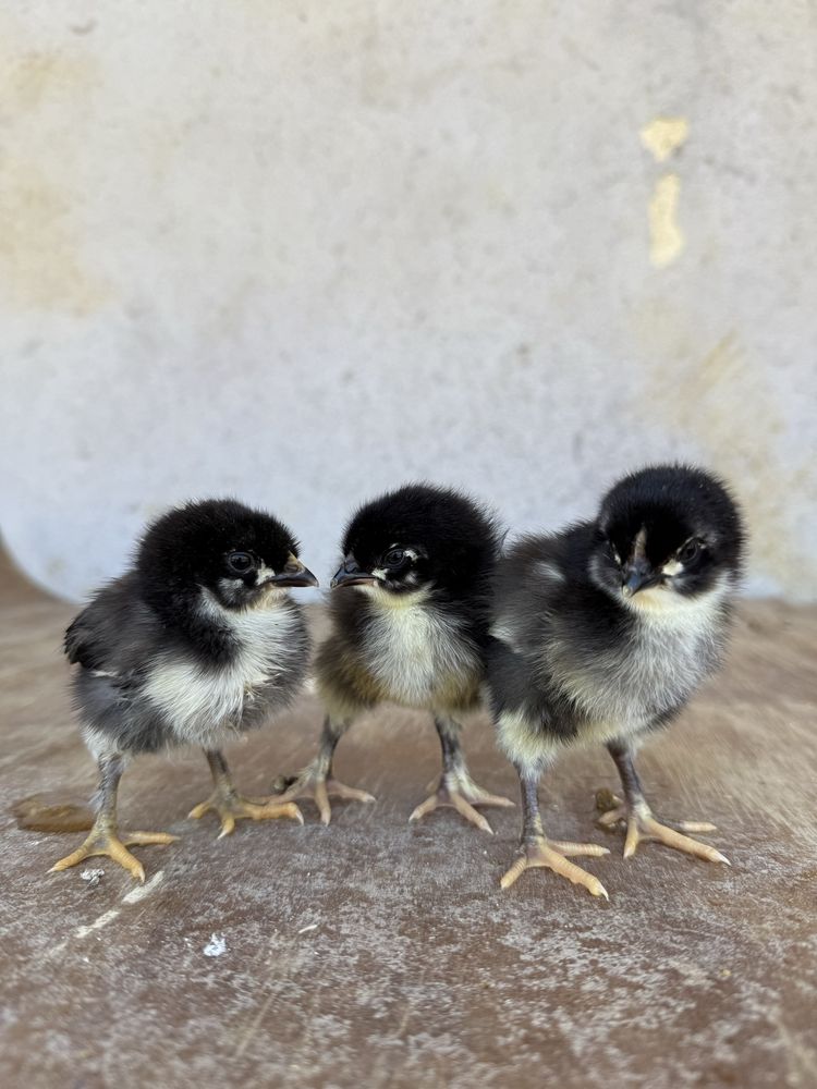 Pintos marans com 1 semana