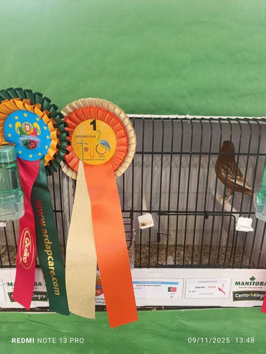 Phaeos amarelos/branco