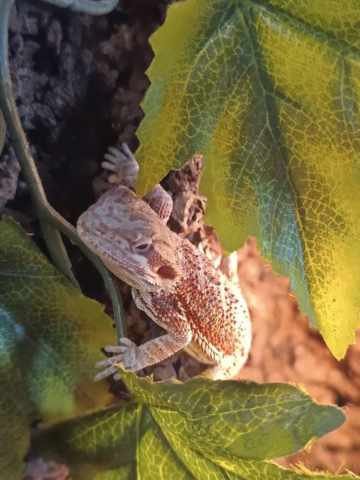 Agama Brodata Red/Orange, Jaszczurki