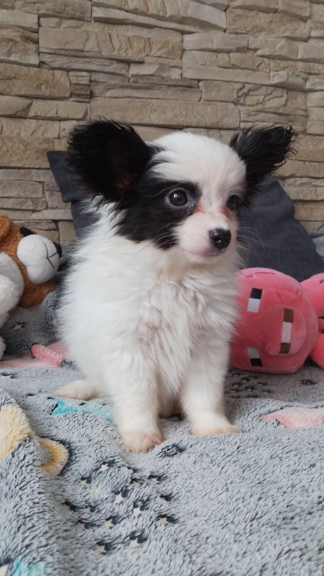 Papillon gotowy do odbioru