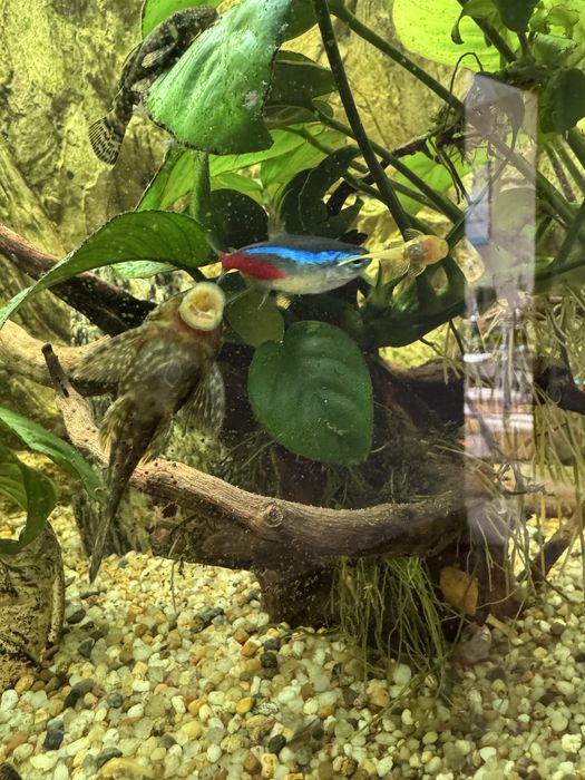 Glonojady - rozne rozmiary