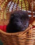 Maine Coon - czarny solid kocurek FPL - badania