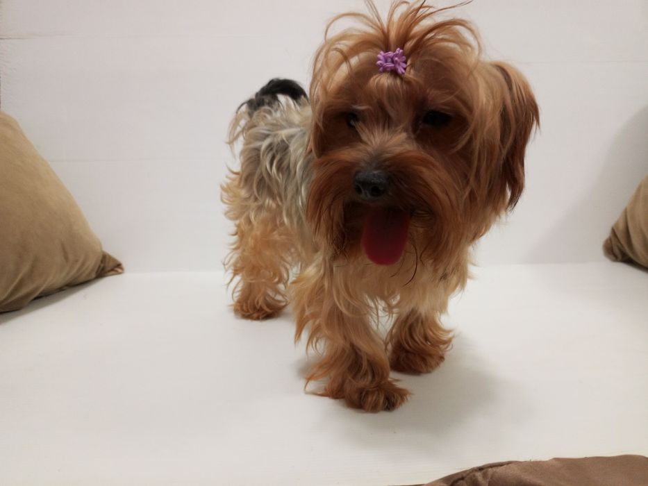 Красуня,міні Йоркширка в розведення.