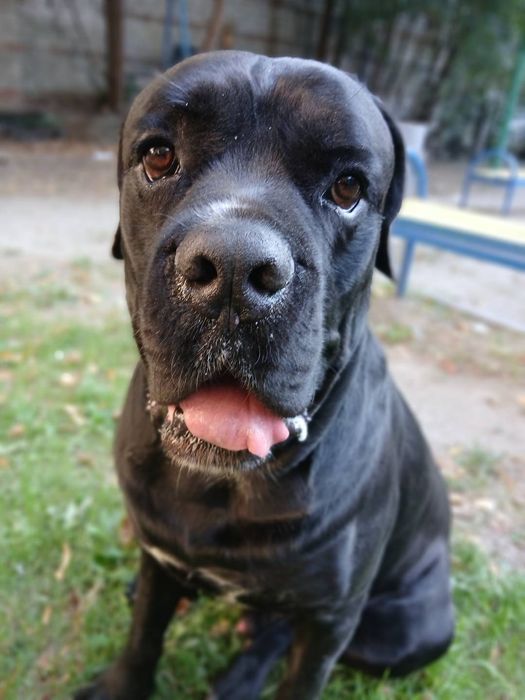 КАНИ КОРСА Нужна девочка