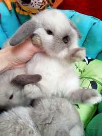 Кролик карликовый декоративный вислоухий (mini lop), сиамский