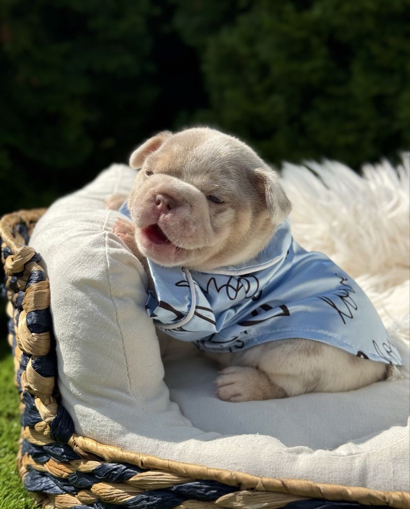 Buldog francuski piesek