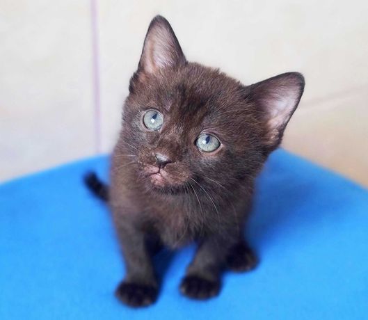 Черный котенок Мавр, полтора месяца