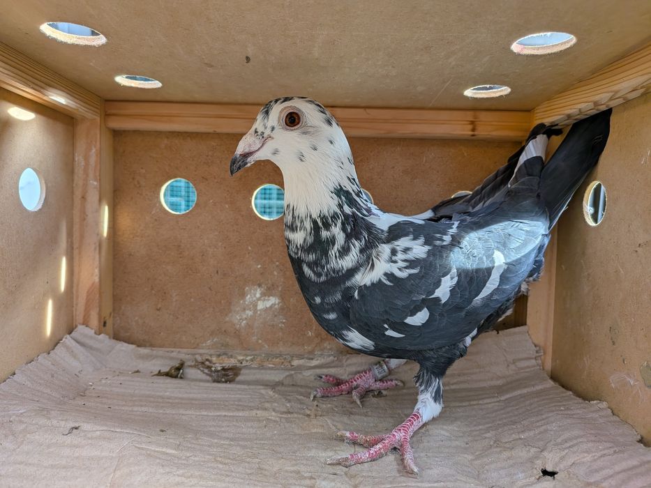 Gołębie pocztowe Tygrysy