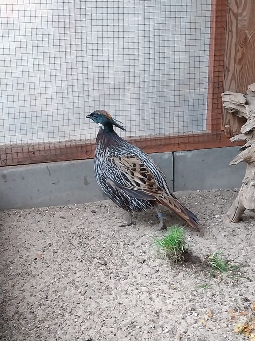 Kogut mlody kuroczuba