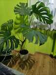 Roślina Monstera 120cm