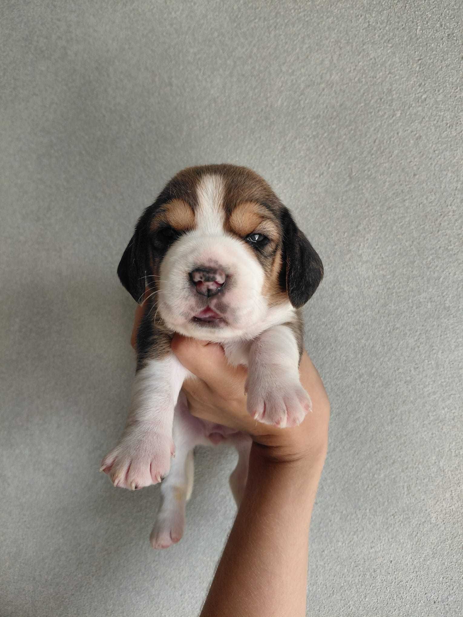 Cachorro Beagle TOP