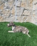 Whippet Tigrado fêmea