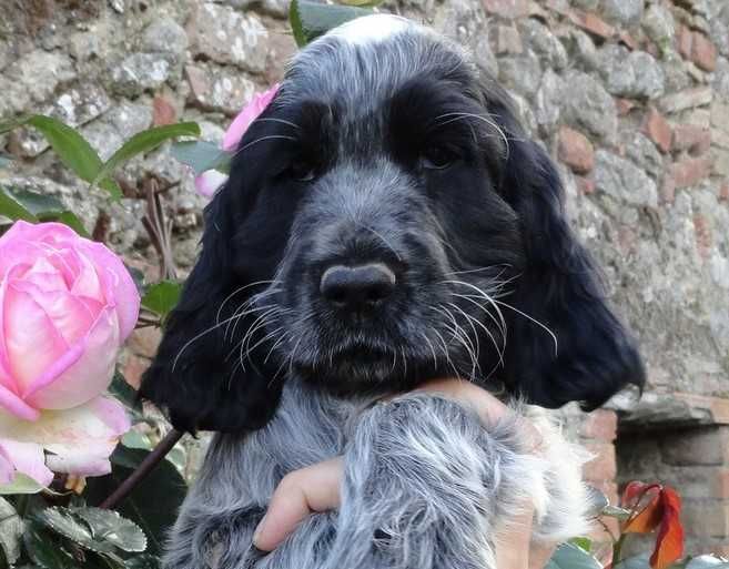Cocker Spaniel Inglês   AZUL RUÃO  com LOP E AFIXO