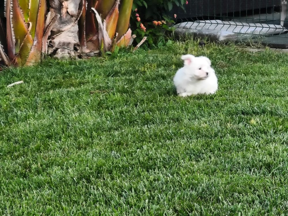 Bichon maltês fêmea