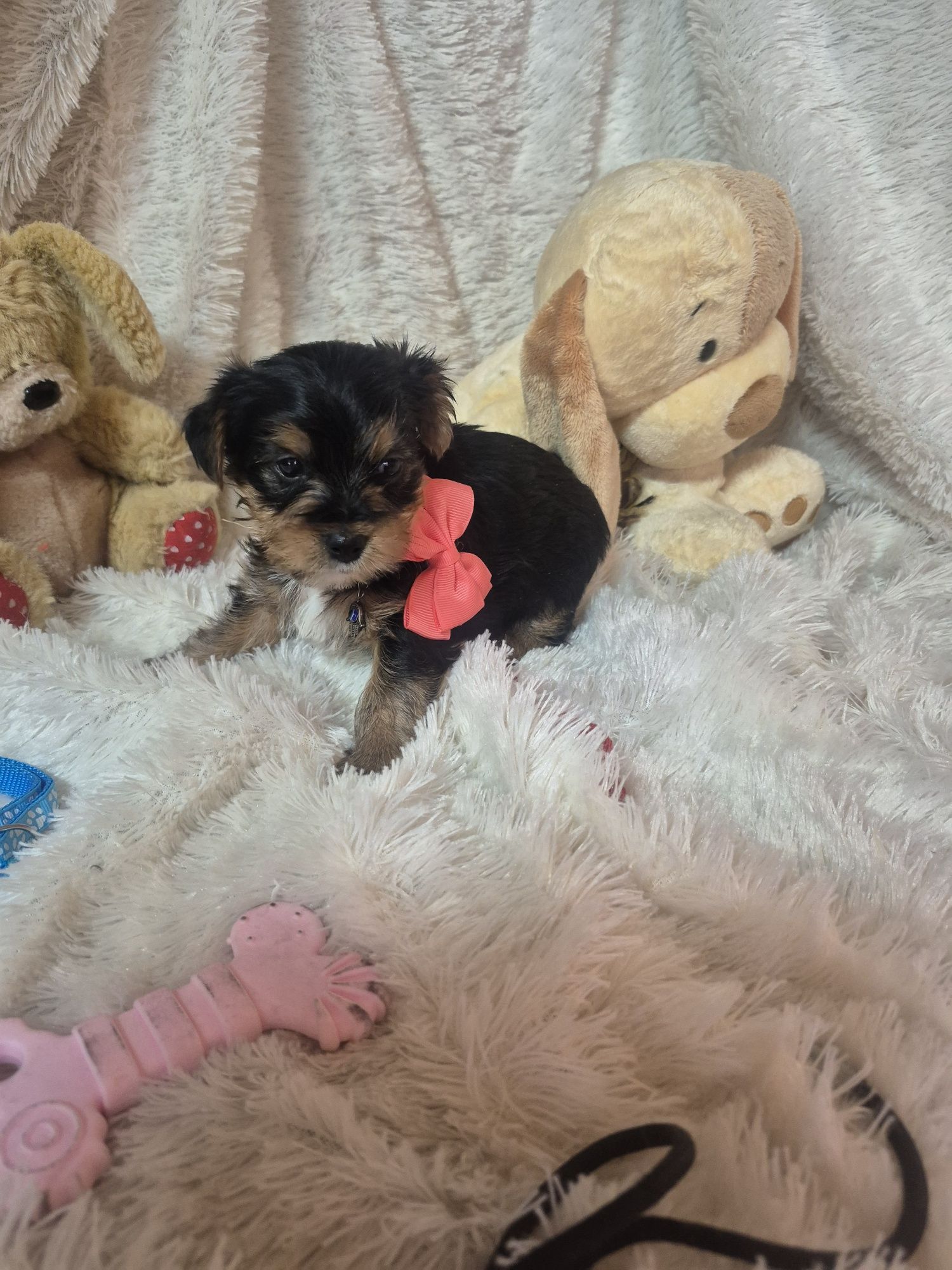 Yorkshire Terrier Fêmea Criadora Registada PT 3088FL