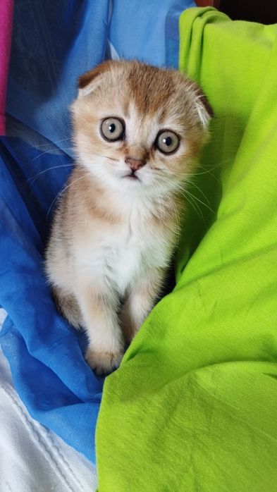 Красивая кошечка золотая шиншилла