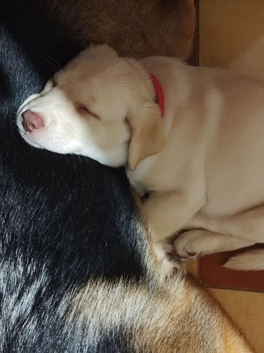 Продам щеночка лаборадора