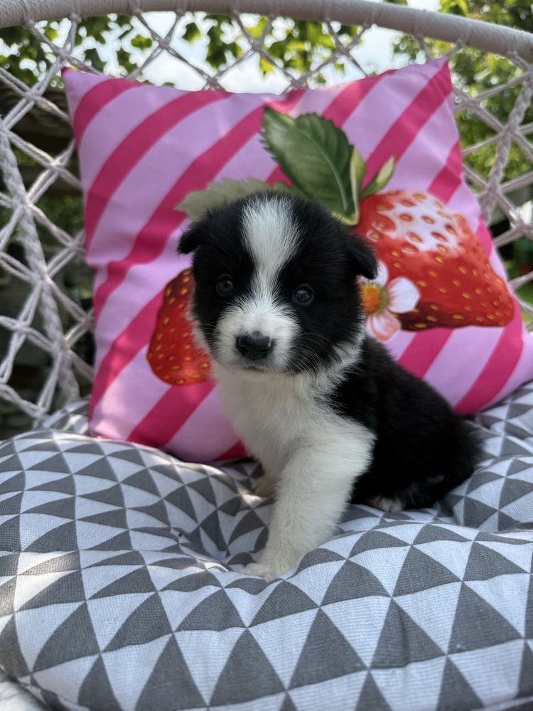 Suczka Border Collie