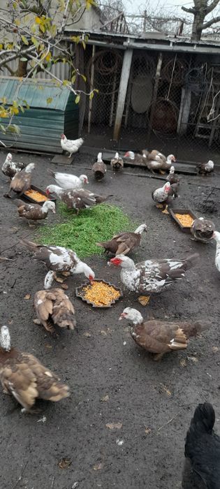 Продам мускусных уток