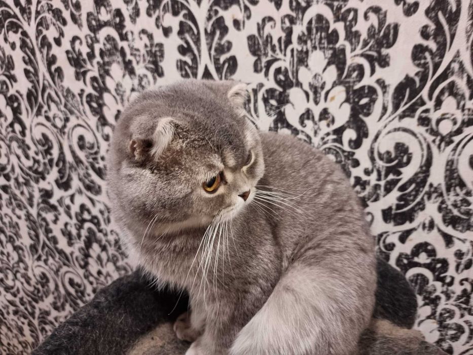 Продается вислоухий котик