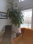 Juka - Dracena wonna 13 letnia