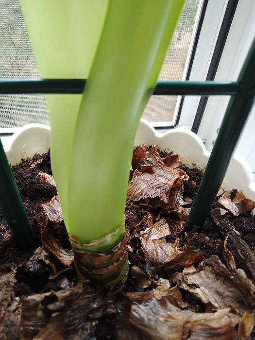 Лилия комнатный цветок - оранжевые цветки