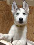 Siberian Husky Suka Gotowa do wydania (żółta)