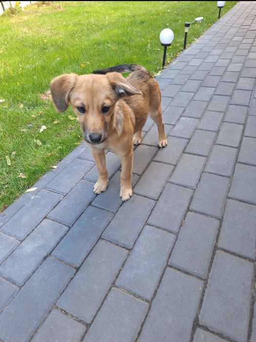 Oddam znalezioną w lesie suczkę