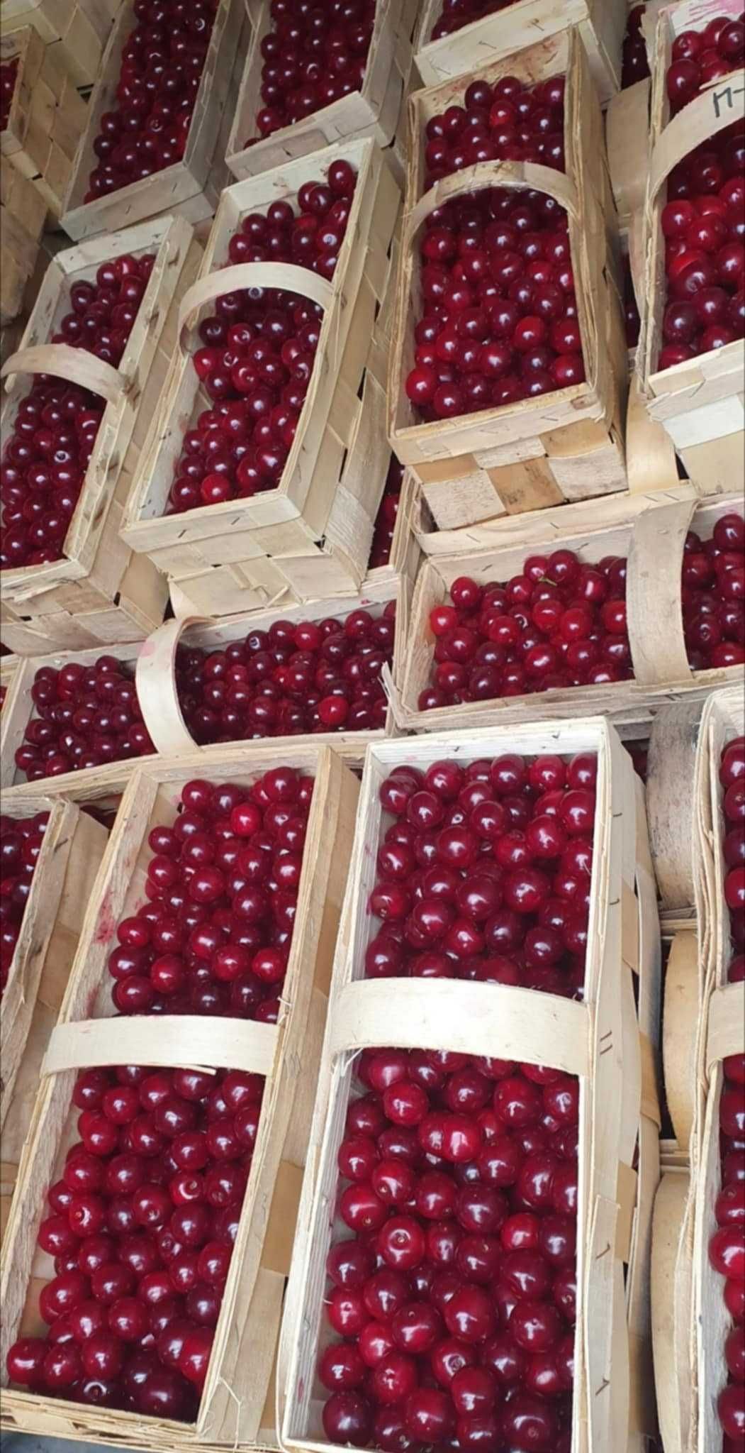 Wiśnie świeże grube na przetwory Bochnia Brzesko