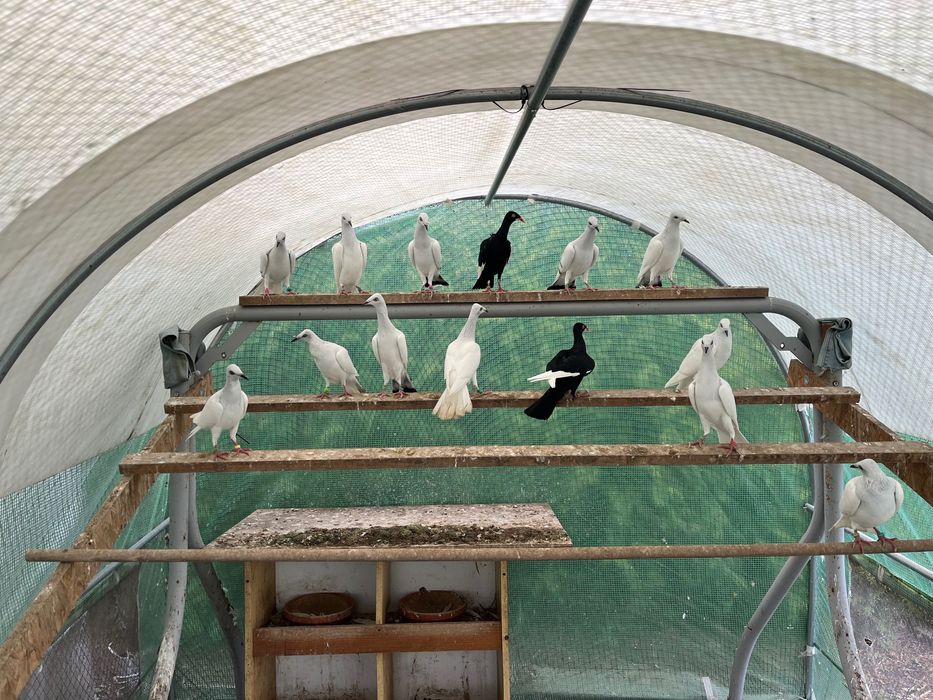 Srebrniaki bialoogony