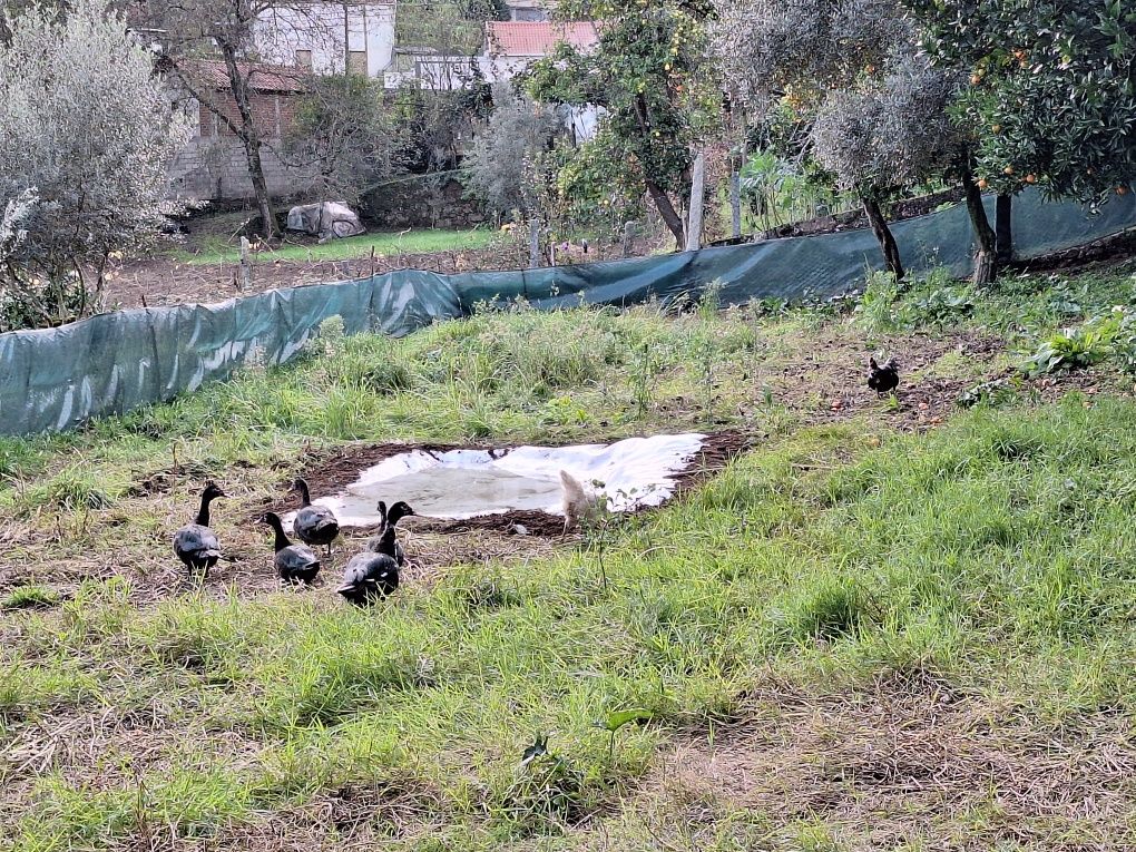 Patos mudos novos