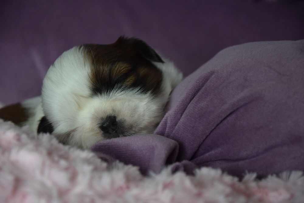Elza Shih Tzu suczka rodowód UBEZPIECZENIE