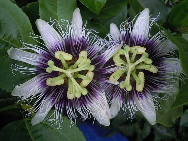 MARAKUJA Passiflora edulis+GRATISY