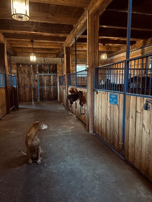Kameralny hotel/pensjonat dla koni. Stajnia w okolicy Tomaszowa Maz.